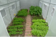 Polytunnel 2x3m bianco - vista dall'interno